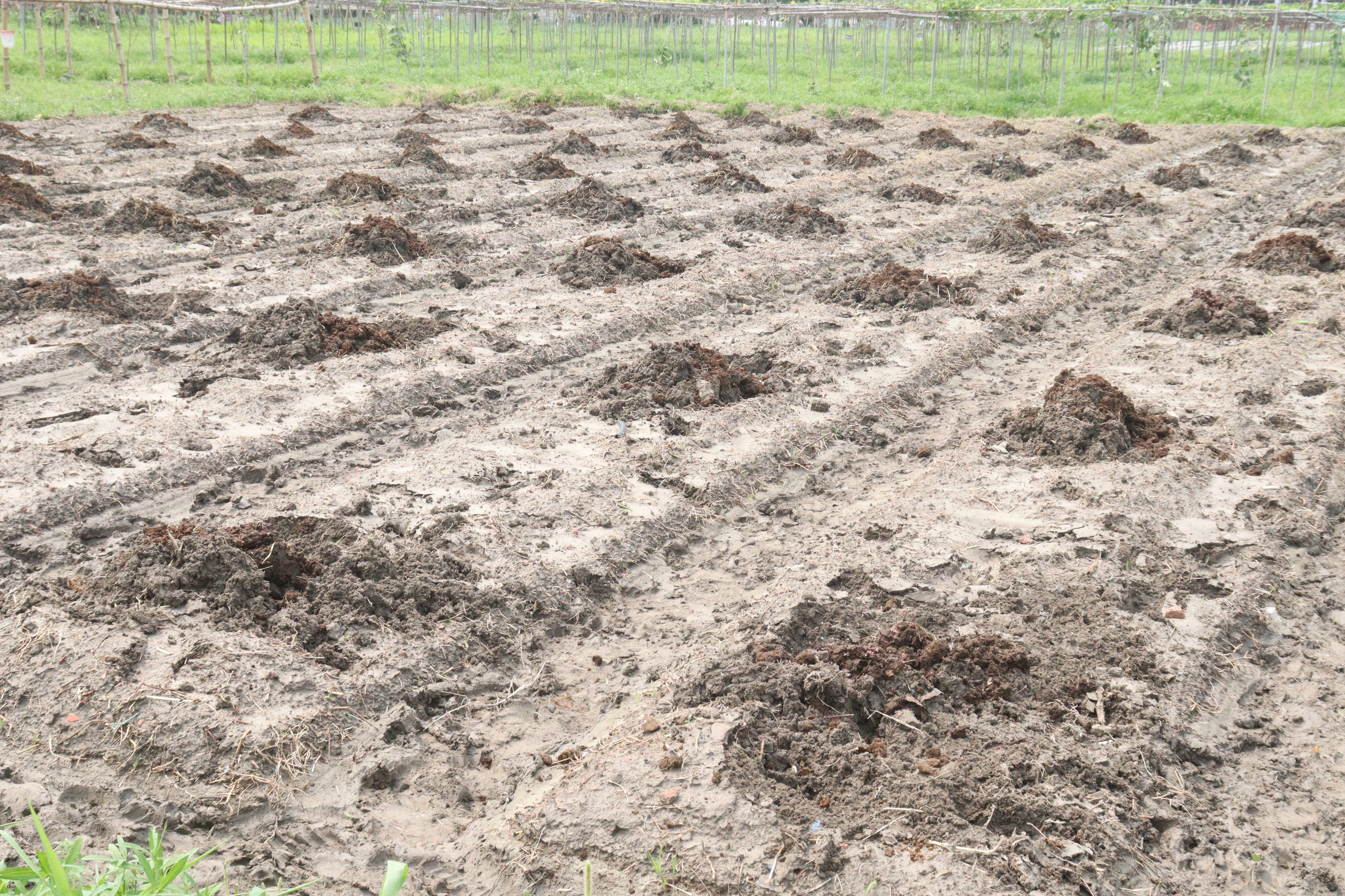 seed beds on a farm